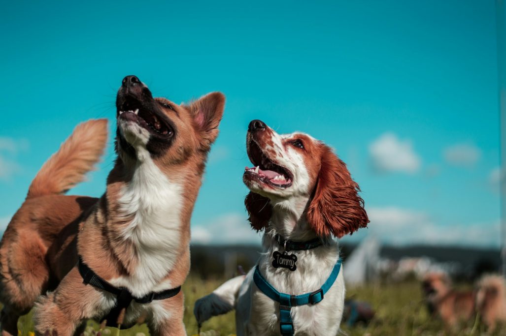 Einzeltraining und Verhaltenstherapie